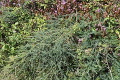 Asparagus prostratus