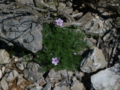 Erodium foetidum