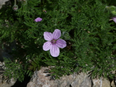 Erodium foetidum