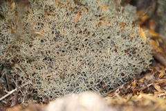 Cladonia subpungens