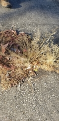 Eragrostis cilianensis