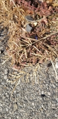 Eragrostis cilianensis
