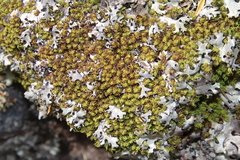 Hypodontium pomiforme