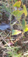 Convolvulus arvensis
