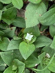 Richardia humistrata