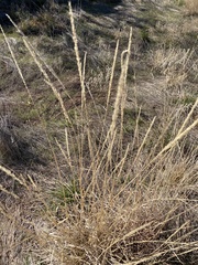 Tridens albescens