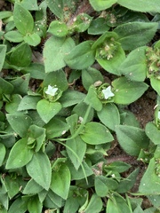 Richardia humistrata