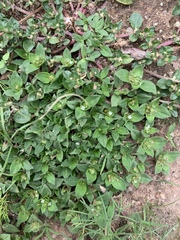 Richardia humistrata