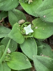 Richardia humistrata