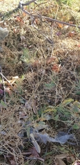 Convolvulus arvensis