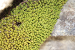 Hypodontium
