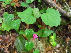 Rhodochiton atrosanguineus