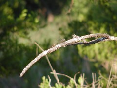 Aphylla angustifolia