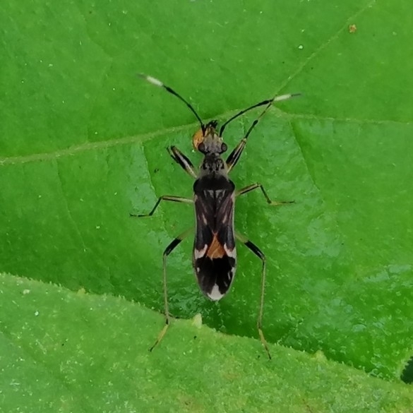 Neopamera costalis