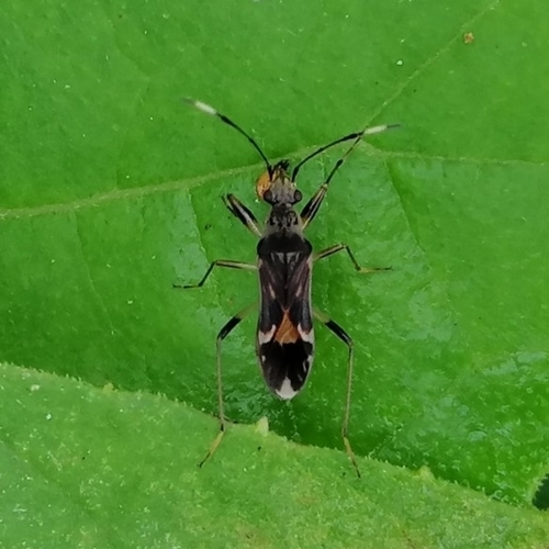 Neopamera costalis