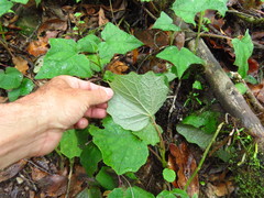 Rhodochiton atrosanguineus