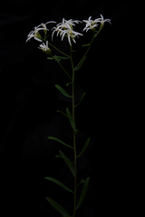 Sericocarpus linifolius