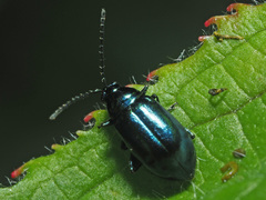 Altica impressicollis