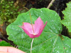 Rhodochiton atrosanguineus