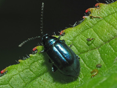 Altica impressicollis