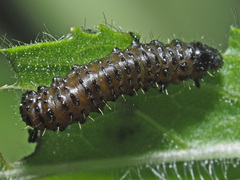 Altica impressicollis