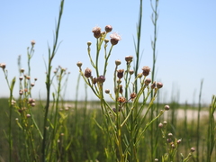 Baccharis juncea