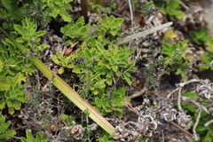 Osmitopsis dentata