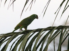Amazona ochrocephala