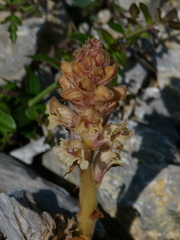 Orobanche santolinae