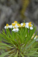 Darwiniothamnus tenuifolius