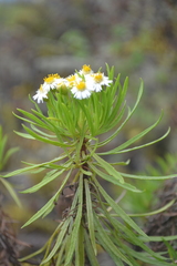 Darwiniothamnus tenuifolius