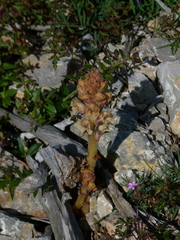 Orobanche santolinae