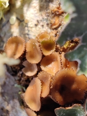 Melanohalea exasperata