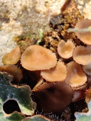 Melanohalea exasperata