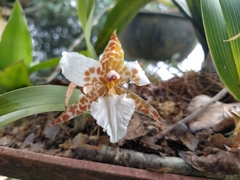 Rhynchostele rossii