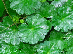 Hydrocotyle mexicana