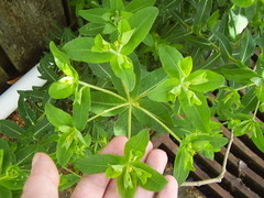 Helioscopia