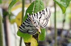 Conchylodes concinnalis