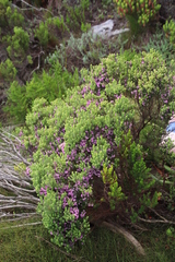 Erica caterviflora
