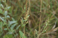 Atriplex prostrata