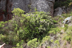 Erica caterviflora