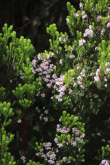 Erica caterviflora