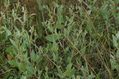 Atriplex prostrata