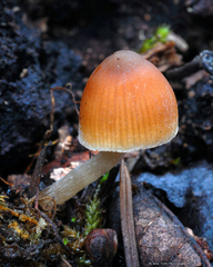 Galerina heterocystis