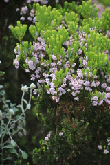 Erica caterviflora