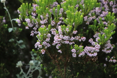 Erica caterviflora