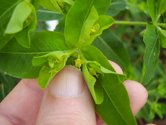 Helioscopia