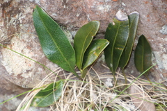 Elaphoglossum conforme