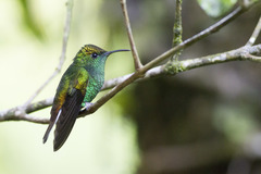 Microchera cupreiceps