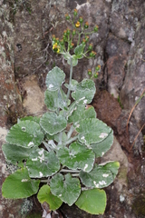 Senecio verbascifolius